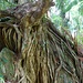 Wurzelstrunk eines Baumes im Botanischen Garten.