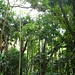 Dschungel des Botanischen Gartens an den Hängen des Mont Fleuri.
