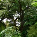 In den Baumkronen des Botanischen Urwald Gartens.