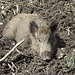 schweinische Idylle 3
(diese Tiere sehen eher wie domestizierte Wildschweine aus)