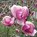 herrliche Blütenpracht 1
(evtl. die Magnolia x soulangeana "Lennei")