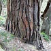 Imponente tronco