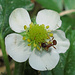 Walderdbeerblüte mit Ameise / fiore di una fragola di bosco con una formica