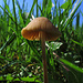 Pilzzeit / tempo dei funghi!