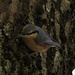 Kleiber (Sitta europaea)