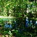 Süsswasserbereich auf dem Zufahrtsweg durch den Dschungel zum Banyan Tree Resort.