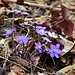 Frühlingsboten