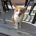 äusserst anhängliche und "schmusige" Katze des Restaurantes in Selzach