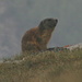 Marmot, Murmeltier on the way down from Piz Arina