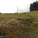 Krokusse säumen den Wegesrand
