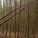 Windbruch