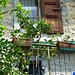 limoni....del lago di Como....