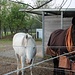 Pferdebesuch beim Tobelhof