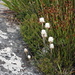 Flora auf dem Tafelberg