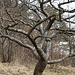 verdrehter Baum