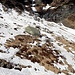 Si nota a destra il sentiero che ritorna verso il lato opposto al nostro, verso l' Alpe Stubiell e Matro Colmo