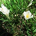 Crocus albiflorus Kit.<br />Iridaceae<br /><br />Croco bianco.<br />Crocus de printemps.<br />Frühlings-Krokus.