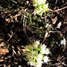 Petasites albus (L.) Gaertn.<br />Asteraceae<br /><br />Farfaraccio bianco.<br />Pétasite blanc.<br />Weisse Pestwurz.