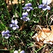 Viola canina L. s.str.<br />Violaceae<br /><br />Viola selvatica.<br />Violette des chiens.<br />Gewoehnliches Hund-Velichen.