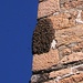 Uno sciame d'api sulla chiesa di Torello.