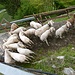 Gepflegte Schafe im "Sommerfell"
