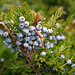 Sefistrauch - sehr giftige Wacholderart (Juniperus sabrina)