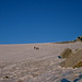 Unterwegs auf dem Glacier d'Orny zur Passhöhe des Col d'Orny (3098m)