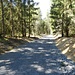 Die tschechische Forststraße wirkt irgendwie besonders gewalttätig in den Wald gelegt.