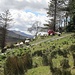Bridia Valley (Ende der Strasse): Unzählige Schafe