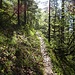 Pfad im Sonnenlicht - noch zahm und lieblich.