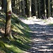 ...markierten Forstweg Rechelkopf-Schwaigeralm einmündet 