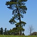 markanter Baum beim Wilgupf