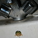 "Home sweet home"<br />Dieser Frosch haust im Spülbecken des Campingplatzes...