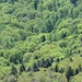 Der Staatswald in seinen verschiedenen Grüntönen.