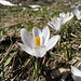 Frühlings-Krokus (Crocus albiflorus)