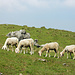 Pecore del Moregallo