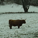 Winterwelt Jura