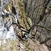 Judith am Einstieg in die ersten Felsen.
