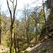 Herrlicher Frühlingswald!