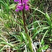 Orchis mascula (L.) L. s.str.
Orchidaceae

Orchide maschia.
Orchis male.
Männliches Knabenkraut.