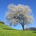 prächtiger Frühlingsbaum ...