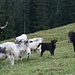 wo denn weitere "fremdartige" Tiere uns aufmerksam mustern: hier handelt es sich um Yaks, die sich in der Schweiz auch wohlfühlen sollen