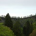 Die Bäume im Sattel zwischen Schnebelhorn und Schindelberghöchi bilden einen starken Kontrast zum Himmel