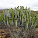 Euphorbia canariensis - in trockenen Gebieten oft anzutreffen. Ihr Saft ist stark giftig!