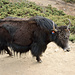 Yak Kharka (4050m)
