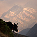 Yak Kharka (4050m)