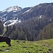 Alpe Terzera, Ago e Monte Cavallo 