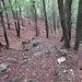 Faggeta. Salita che non molla un attimo...
