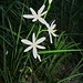 Anthericum liliago L.<br />Asparagaceae<br /><br />Lilioasfodelo maggiore.<br />Anthéric à fleurs de lys.<br />Astlose Graslilie.