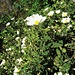 Cistus salvifolius L.<br />Cistaceae<br /><br />Cisto femmina. Brentina.<br />Ciste à feulles de sauge.<br />Salbeiblättrige Zistrose.